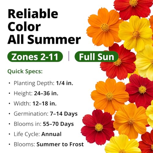 Cosmos Bright Lights Mix 400 Flower Seeds Cosmos sulphureus