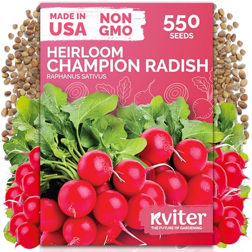 550 Champion Radish Heirloom Vegetable Seeds for Planting