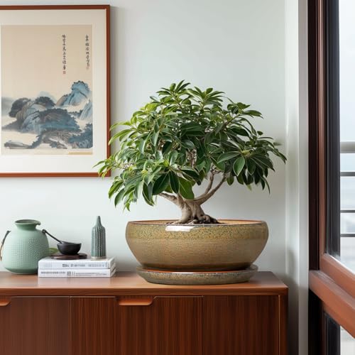 Ceramic Bonsai Pots (12 Inch / Speckled-brown)