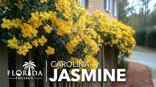 Carolina Jasmine (30 Count)