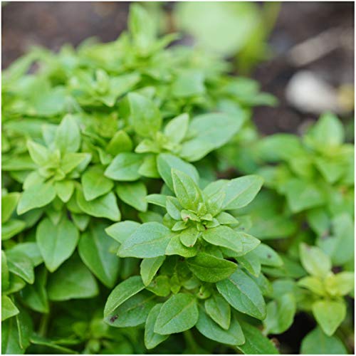 Herb Seeds to Plant Spicy Globe Basil (2 Packs)