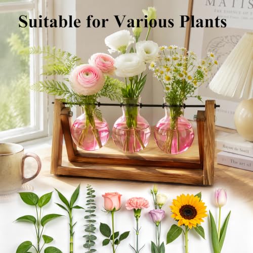 Plant Terrarium Kit with Wooden Stand 3 Gradient Pink Bulb Vases (Pink)