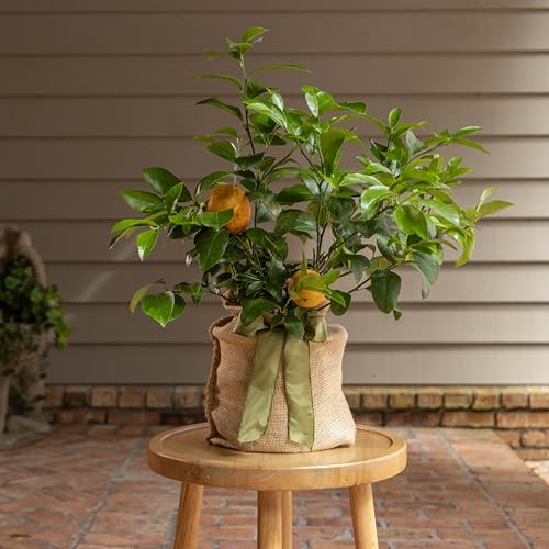 Meyer Lemon Gift Tree