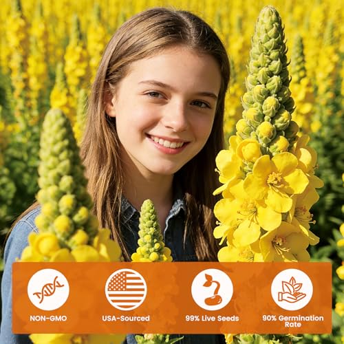 10 000+ Mullein Seeds for Planting