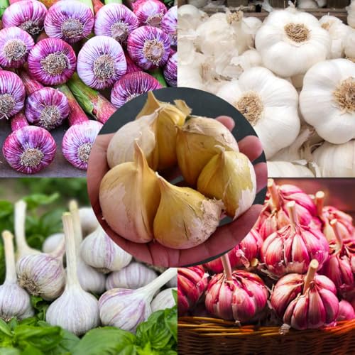 1 LB Top Size Hardneck Softneck Garlic Bulbs for Planting in Fall (Random Mix)