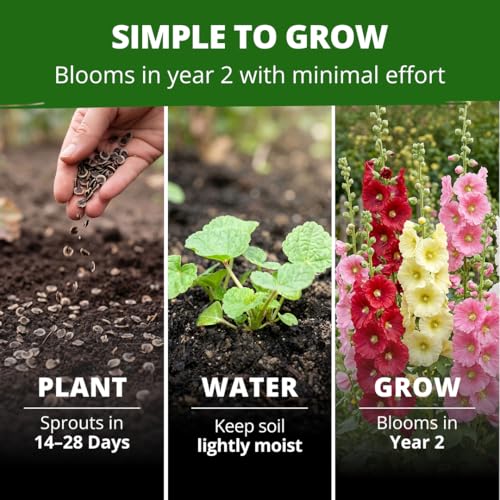 Hollyhock Single Mix 3000 Flower Seeds 1 oz