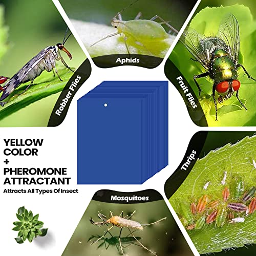 100 Pcs 6x8 Inch Blue Sticky Traps for Thrips (100 Count)