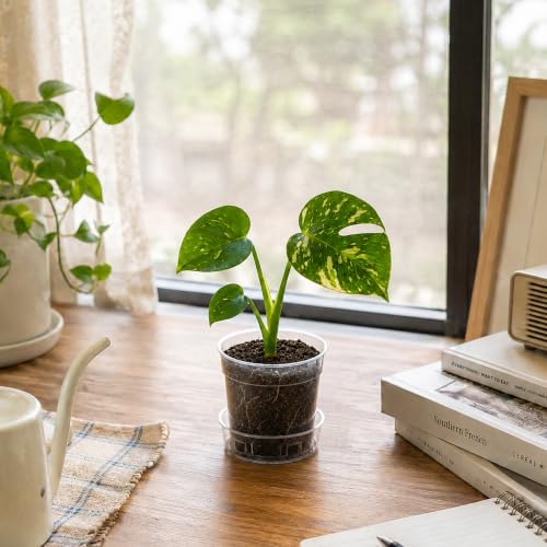 3 Inch Clear Plastic Plant Pot with Drainage Holes (3" x 2.5")
