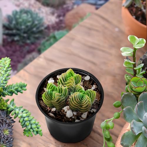 Crassula cv. Buddha's Temple Live Succulent Plant (Crassula cv. Buddha's Temple)