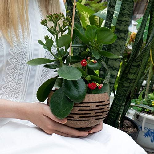 Set of 2 Horizons Coconut Planters w (2 Count)