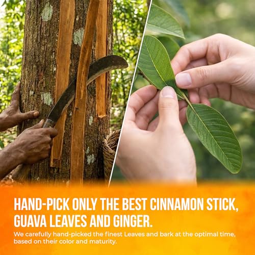 Premium Guava Vitality Tea (75 Tea Bags)