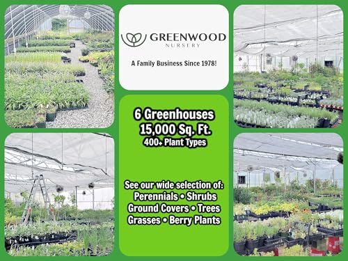 Live Perennial Plants (10 Count)