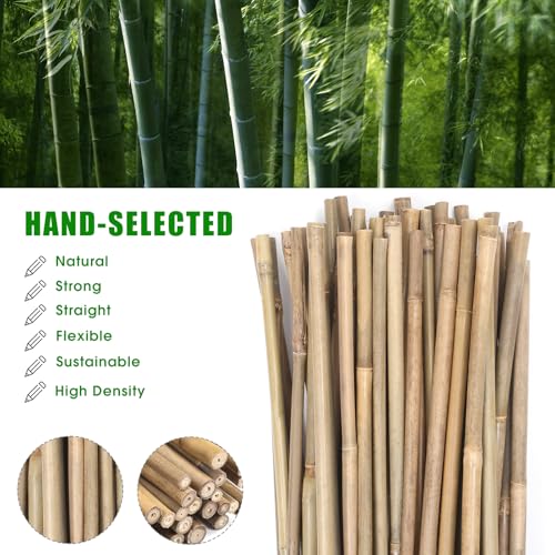 Bamboo Stakes (65 Count)