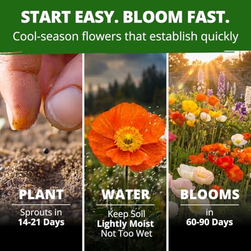 Iceland Poppy 3500 Flower Seeds Papaver nudicaule