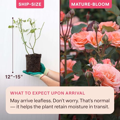 Heirloom Floribunda Roses (Jump For Joy)