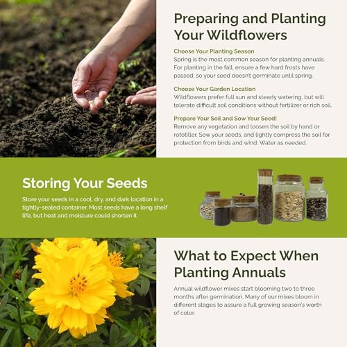 Jellybean Flower Mixed Seeds for Planting