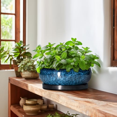 Bonsai Tree Pots 10 Inch (10 Inch / Blue)