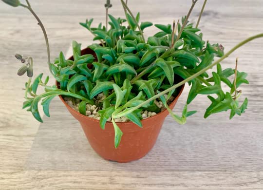 Live Succulent 4" String of Dolphins (4" / String of Dolphins)