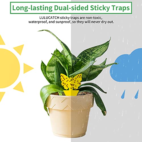Fruit Fly Sticky Traps 12 Pcs (12 Count)