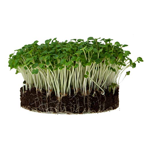 Mountain Valley Seed Co 25 Lb Bulk Non (25 Lb Bag)
