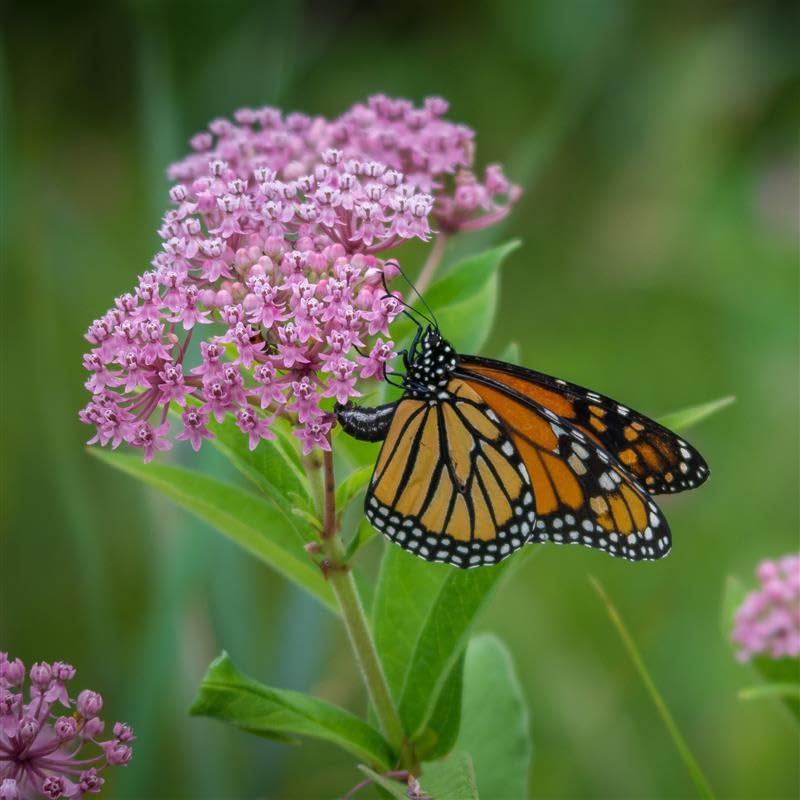 Mountain Valley Seed Co. Monarch Butterfly Wildflower Mix (25 Lb)