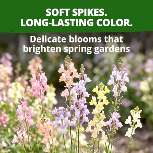 Northern Lights Snapdragon 6000 Flower Seeds Antirrhinum majus