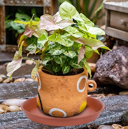 4 Pack of 10 inch Plant Saucer (4 Count)