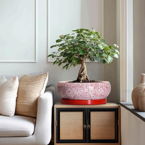 Bonsai Tree Pots 13 Inch (13 Inch / Red-white)