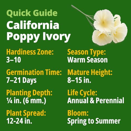 Ivory Castle Poppy 2500 Flower Seeds Eschscholzia californica