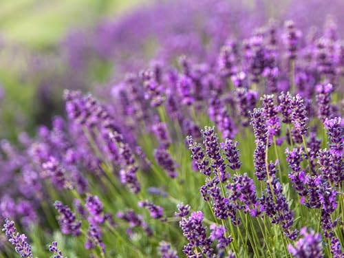 Live Perennial Plants (3 Pots)