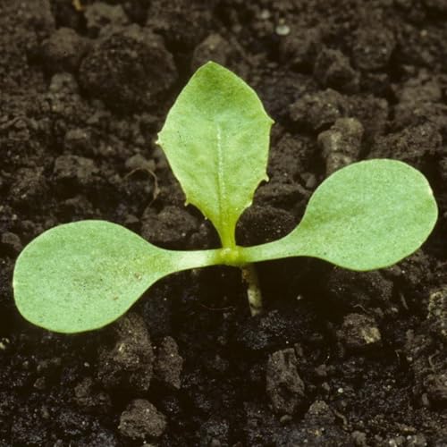 Herb Seeds to Plant Common Dandelion (5 Packs)