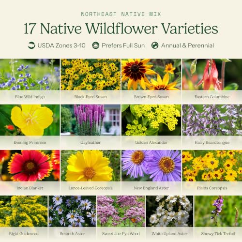 Native Northeast Wildflower Seed Mix (1/4 Pound / Native Northeast)
