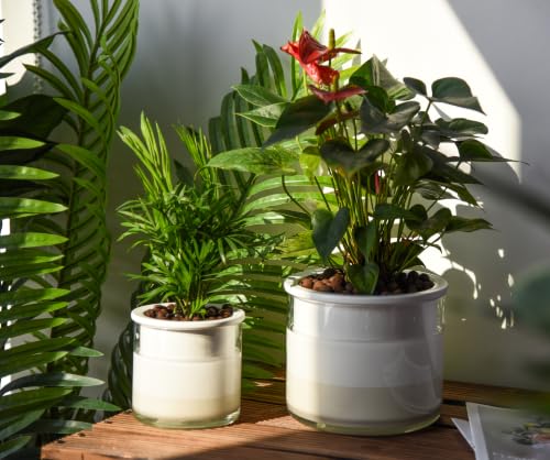 6 Inch 4 Inch Self Watering Planter Pots (4+6 Inch / White)