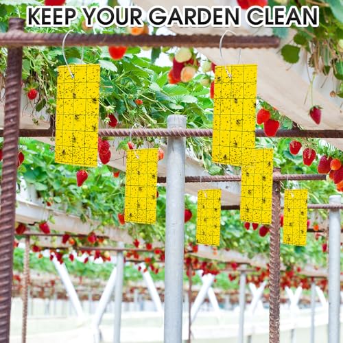 50 Pcs Yellow Sticky Trap for Gnats 3 x 5'' Dual Side (3'' X 5'' / Yellow)