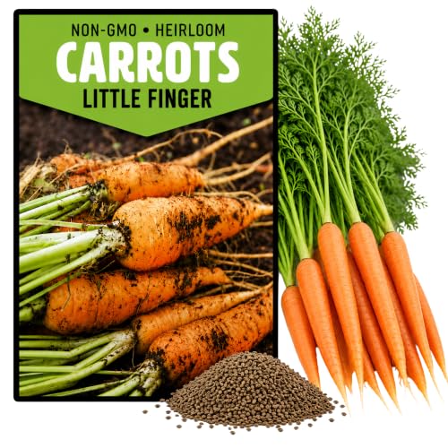 750+ Carrot Seeds for Planting Outdoors