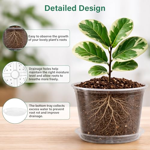 Clear Nursery Pots with Saucers (5/6/8/10 Inch-12Pcs)