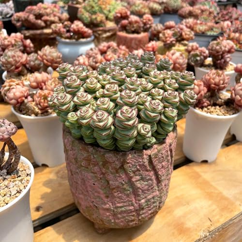4" String of Buttons in Green Stripe Pot (Green)