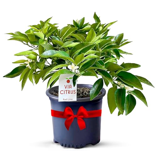Red Lime Tree Live Plant 13 (Red Lime Tree)