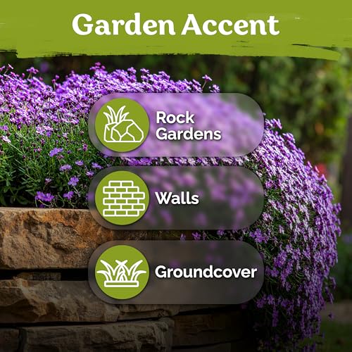1 000 Purple Rock Cress Heirloom Flower Seeds