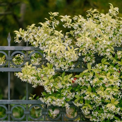 Daisy Ship Star Jasmine Fast (4 × 2-in bags / jasmine-star)