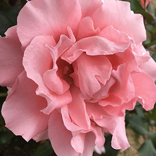 Heirloom Hybrid Tea Roses (Paris de Yves St. Laurent)