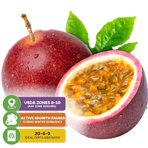 Panama Red Passion Fruit Vine (Panama Red Passion Fruit)