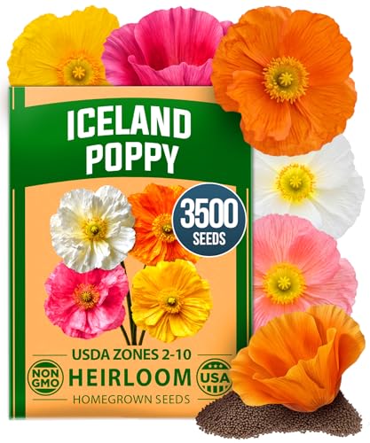 Iceland Poppy 3500 Flower Seeds Papaver nudicaule