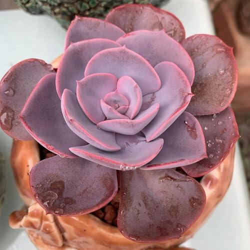 Echeveria 'Dusty Rose' Live Rare Mini Succulent (Echeveria 'Dusty Rose')