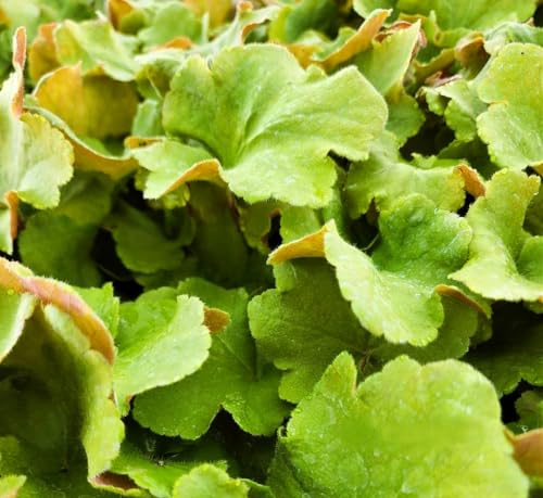Live Perennial Plants (2 Pots)