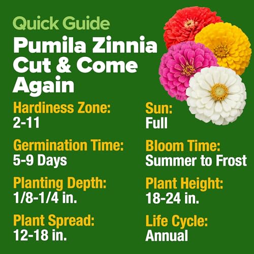 Zinnia Seeds Pumila Mix