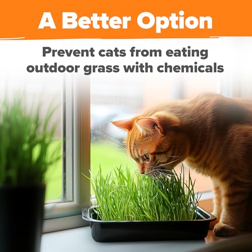 Cat Grass Seeds 16 oz