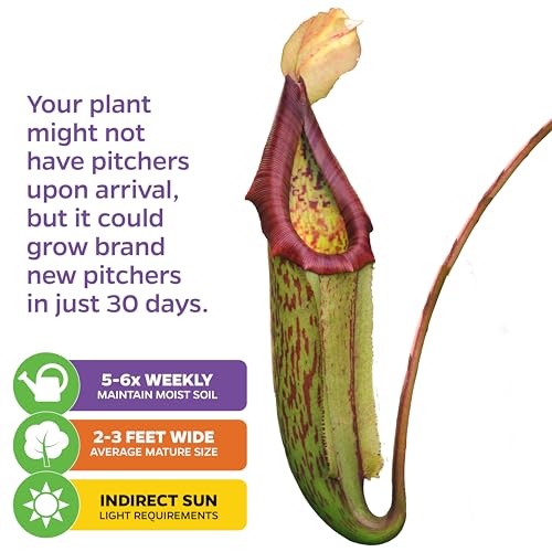 Miranda Pitcher Plants (Miranda)