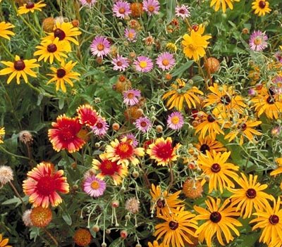 Non GMO Bulk All Perennial Wildflower Seed Mix (400 Fl Oz)