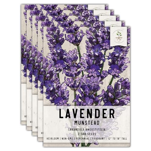 Munstead Lavender Seeds for Planting Fragrant Herbs 5 Packs (5 Packs)